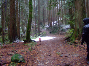 cosa fare se il cane prende le zecche nel bosco