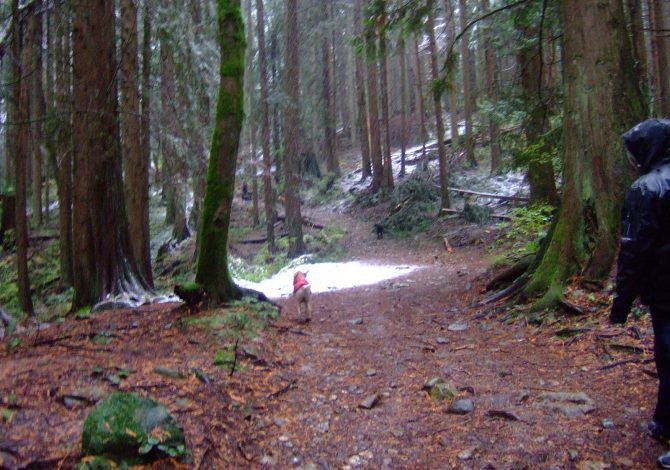 cosa fare se il cane prende le zecche nel bosco