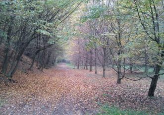 Correre nei boschi: il Parco della Brughiera Briantea