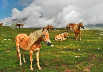 Trekking al Pian dei Cavalli, fra stelle alpine e cavalli liberi