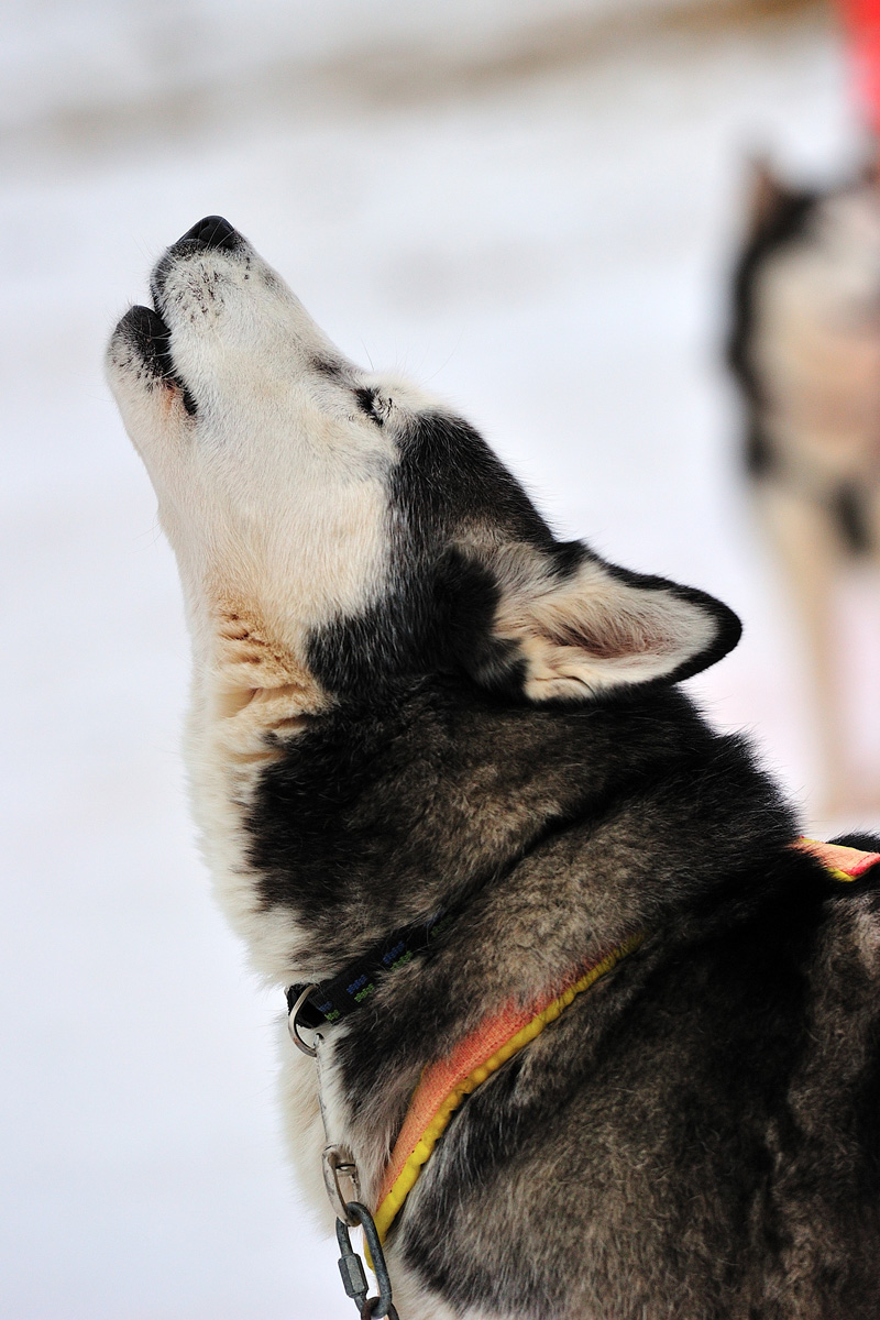 sleddog-bambini-giumello