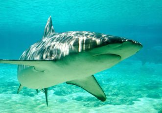 Avvisi contro gli squali in Australia