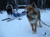 02032013-cane-da-slitta-al-campo-base-nel-denali