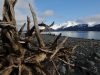 mare-a-seward