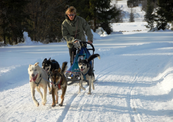 sleddog in Italia