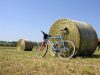 in-bici-nel-parco-si-snodano-diversi-percorsi-per-mountain-bike-per-esempio-dal-centro-visite-parte-un-sentiero-ad-anello-di-20-km-3-ore-circa-con-diversi-dislivelli-dedicato-ai-ciclisti-pi-allenati-bella-e-impegnativa-anche-la-strada-asfaltata-che-prende-il-via-dal-parcheggio-della-spiaggia-s-michele-a-sirolo-sale-al-cimitero-e-poi-si-inerpica-sul-fianco-del-monte-attraverso-il-bosco-fino-al-convento-dei-camaldolesi-la-salita-lunga-3-km-con-un-dislivello-di-305-m-da-qui-anche-possibile-proseguire-fino-alla-vetta