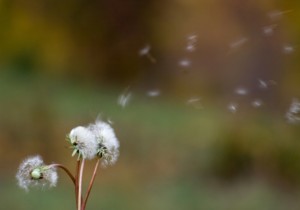 scappare da pollini e allergie