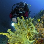 Diving alle isole Tremiti