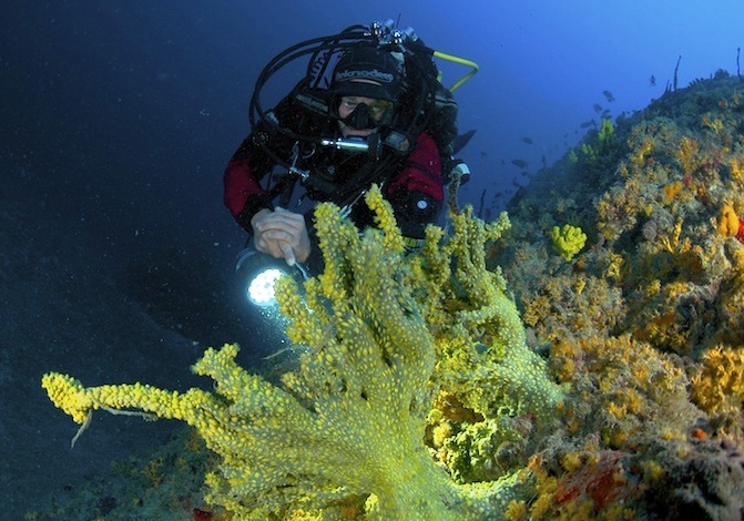 Diving-alle-isole-Tremiti