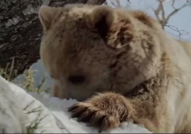 Terre des Ours al Trento Film Festival