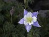 aquilegia-aquilegia-caerulea