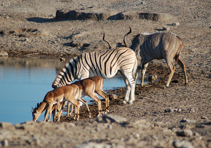 parchi naturali africani