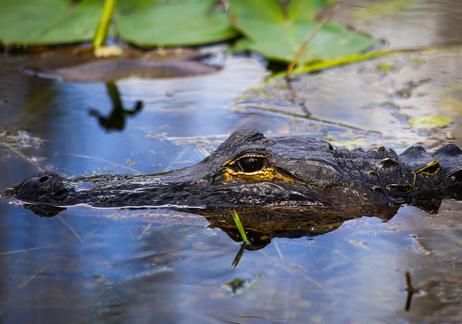 The Everglades - USA