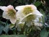 rosa-di-natale-helleborus