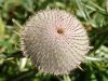 cardo-scardaccio-cirsium-eriophorum