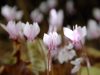 ciclamino-cyclamen-graecum