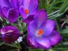 crocus-credits-orchids-love-rainwater