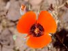 desert-mariposa-lily