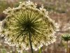 ombrellifera-daucus-carota