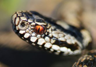 vipera