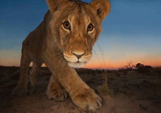 Wildlife Photographer of the Year: le foto in mostra a Milano