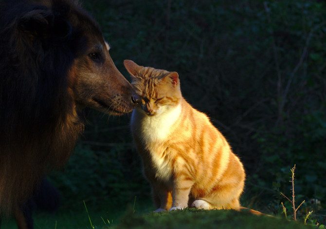 adottare un animale da compagnia