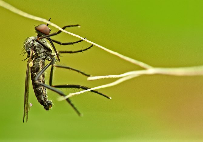 Perché le zanzare pungono