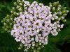 achillea-james-ghaiter