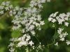 achillea-piccus1