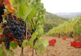 Vendemmia, dove andare a raccogliere l’uva