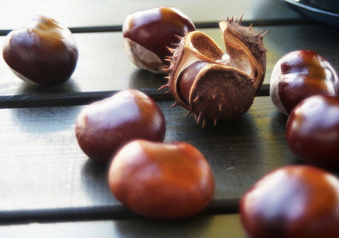 Castagne proprietà