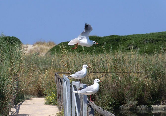 Parco Regionale Dune Costiere Torre Canne Torre San Leonardo