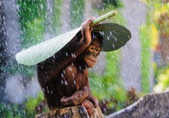 Ecco le prime foto dei World Photography Awards 2015