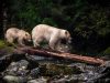 kylebreckenridgecanadaentrynatureandwildlifecategoryopencompetition2015sonyworldphotographyawards