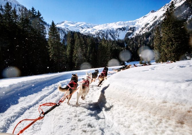 sleddog-trentino