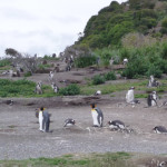 Camminare fra i pinguini della Terra del Fuoco