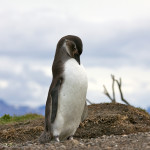 Camminare fra i pinguini della Terra del Fuoco