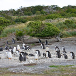 Camminare fra i pinguini della Terra del Fuoco