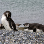 Camminare fra i pinguini della Terra del Fuoco