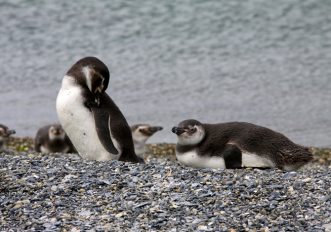 Faccia a faccia con i pinguini della Terra del Fuoco