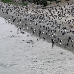 Camminare fra i pinguini della Terra del Fuoco