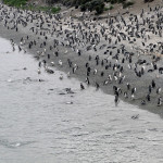 Camminare fra i pinguini della Terra del Fuoco