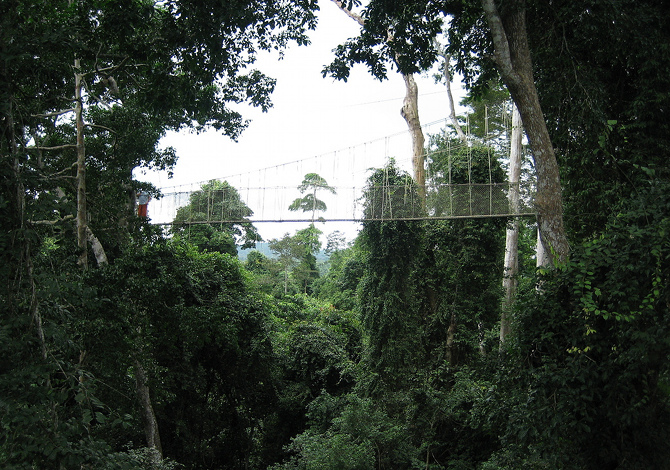 Canopy-Walk