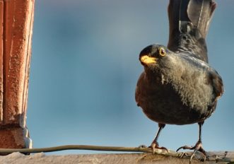 Gli animali selvatici vengono a vivere in città