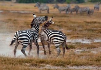 Perché le zebre hanno le strisce