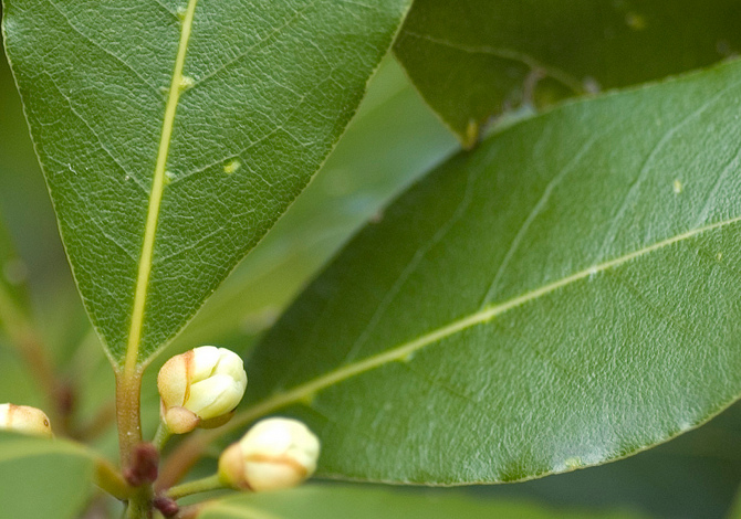 alloro piante aromatiche