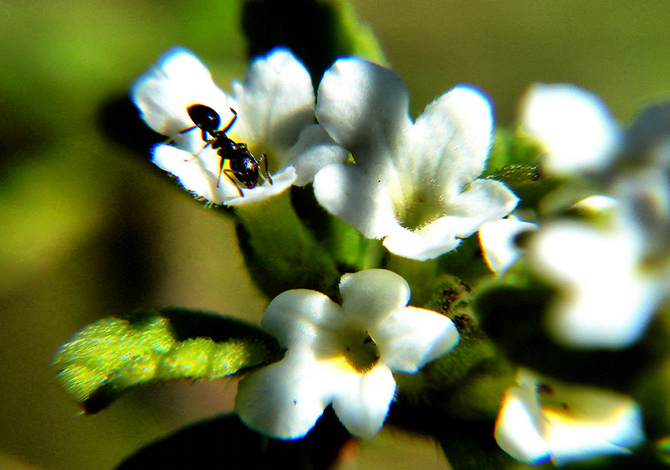 origano piante aromatiche