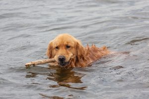 Come insegnare a nuotare al cane