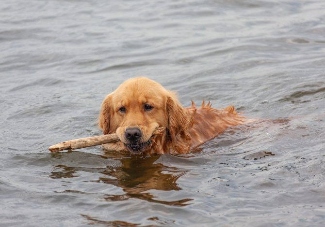 Come insegnare a nuotare al cane