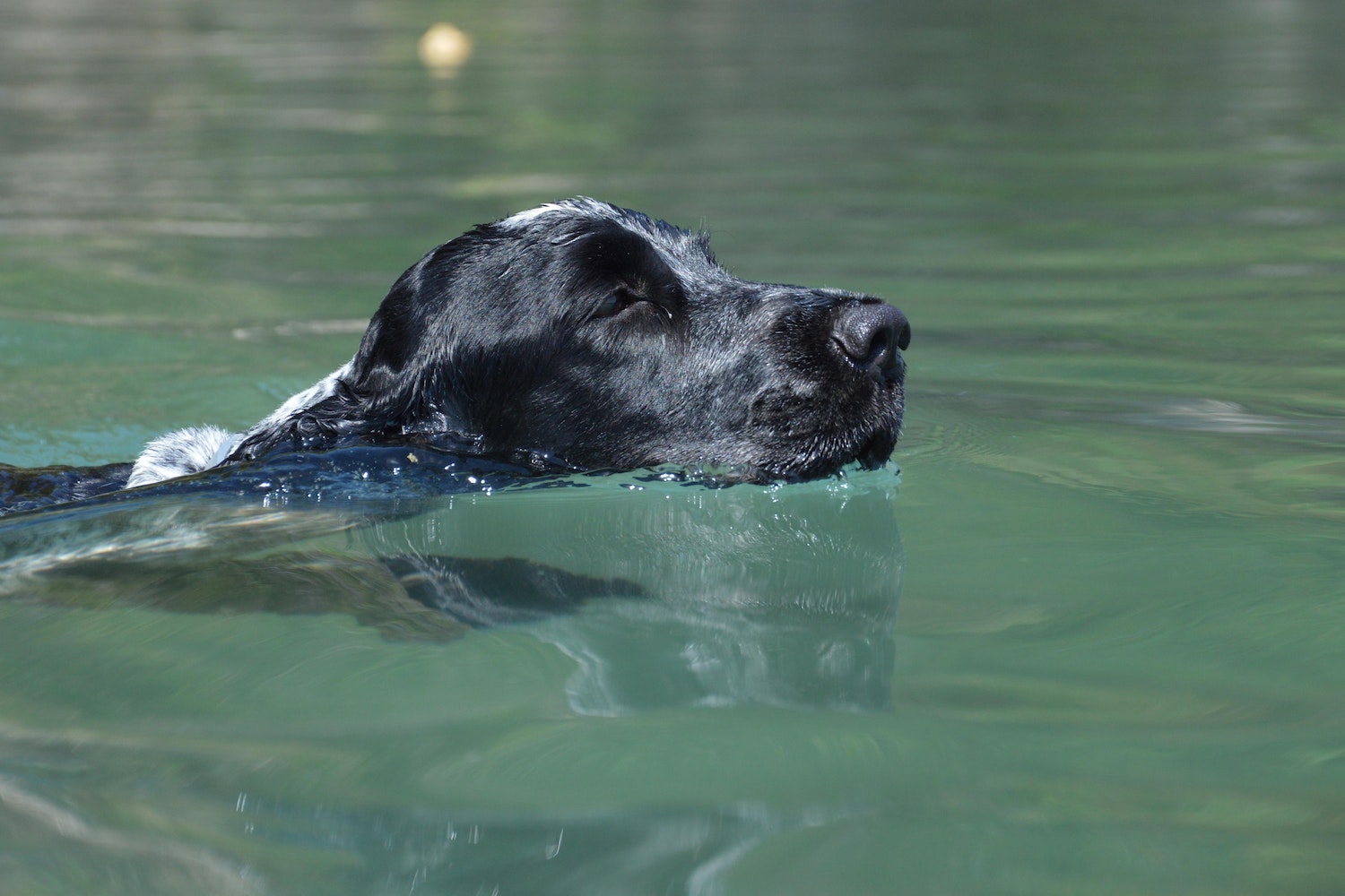 Come insegnare a nuotare al cane